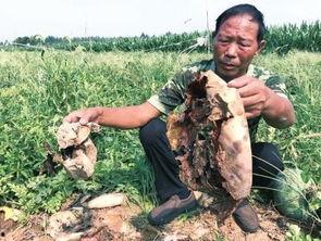 成武吃瓜最新事件爆料,揭秘背后惊人真相