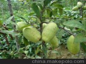 临沂今日小瓜价格,市民抢购热潮涌动”