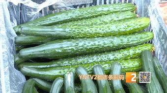 临沂今日小瓜价格,市民抢购热潮涌动”