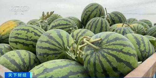 兰州今日瓜价行情,今日瓜价行情一览