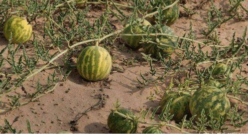 今日沙漠瓜价格,探寻瓜果市场的甜蜜波动