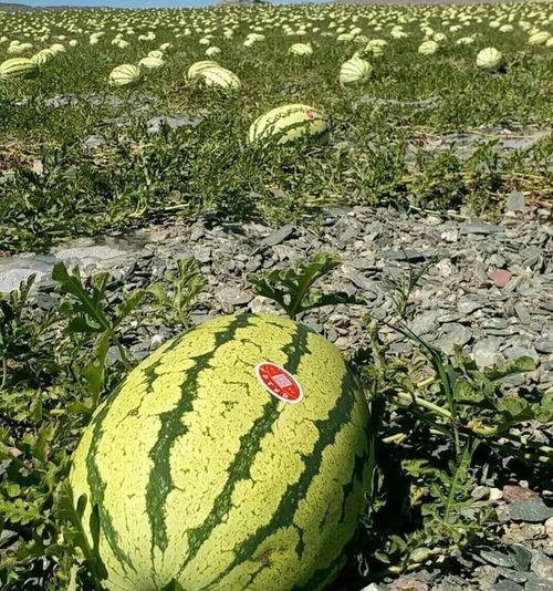 今日沙漠瓜价格,探寻瓜果市场的甜蜜波动