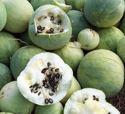 常吃的黑西瓜子是什么瓜,探寻神秘黑瓜的传奇故事