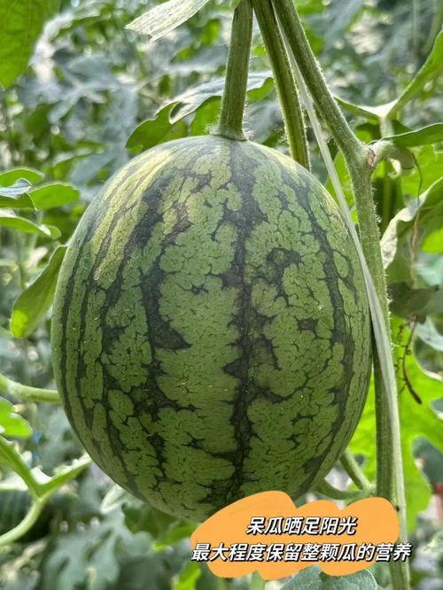 爱马仕黑房子吃瓜