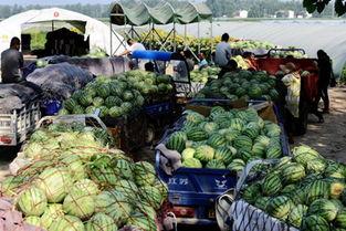 河南校园吃瓜爆料视频