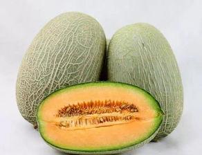 河南哈密瓜今日价格行情,品质佳价优，市场反响热烈