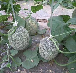 河南哈密瓜今日价格行情,品质佳价优，市场反响热烈