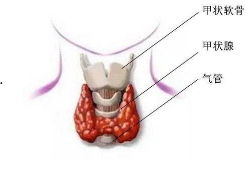 甲状腺手术后吃黑米瓜,甲状腺患者如何通过黑米瓜助力康复