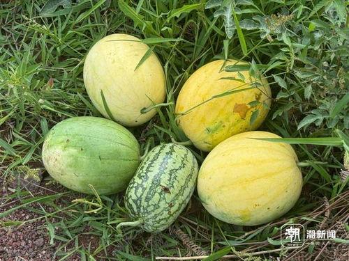 丽水今日吃瓜新闻视频