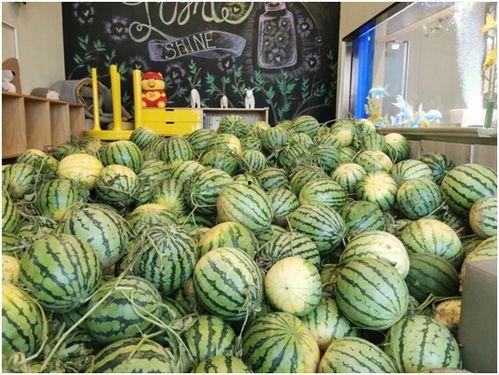 今日吃瓜的作品是什么,揭秘娱乐圈最新热点作品