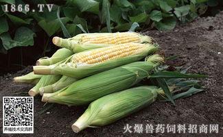 衡水吊瓜今日价格行情