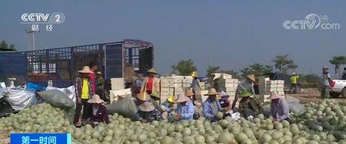 海南乐东今日哈密瓜价格