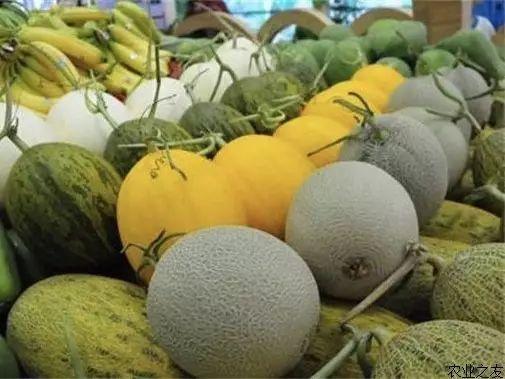 海南乐东今日哈密瓜价格