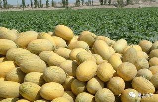 海南乐东今日哈密瓜价格