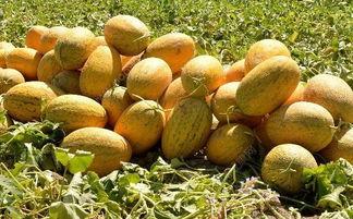 哈密瓜有一点黑可以吃吗,还能安心食用吗？