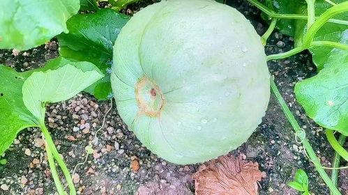 今日吃瓜聚集地