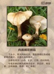 蘑菇爆料网每日爆料黑料吃瓜,每日黑料揭秘，吃瓜群众狂欢时刻
