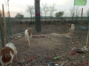 羊圈吃瓜大爆料