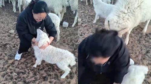 羊圈吃瓜大爆料