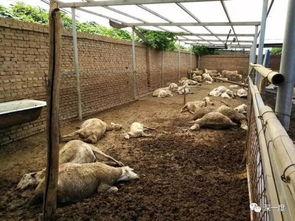 羊圈吃瓜大爆料