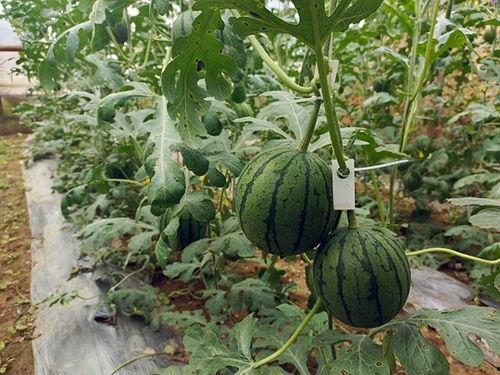 今日吃瓜51吃最新的瓜,揭秘娱乐圈最新热点事件