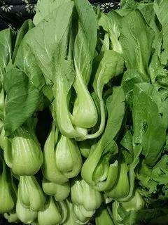 小乳瓜今日价格蔬菜,小乳瓜价格走俏