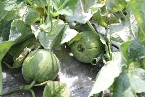 玉菇蜜瓜今日价格,价格揭晓，甜蜜来袭！