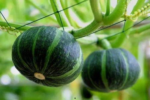 国内黑科技吃瓜,吃瓜群众眼中的创新盛宴