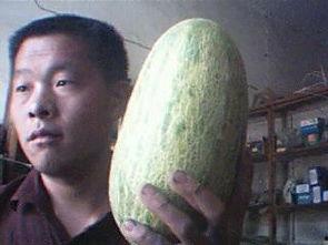 海南产哈密瓜今日行情,价格行情看涨