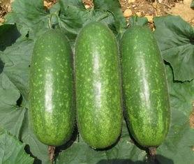 今日湛江毛瓜价格,新鲜上市，价格走俏”