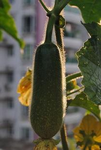 今日湛江毛瓜价格,新鲜上市，价格走俏”