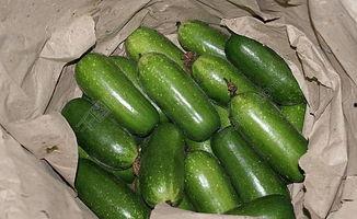 今日湛江毛瓜价格,新鲜上市，价格走俏”